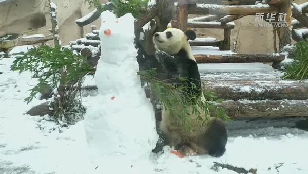 Le panda du zoo de Moscou batifole dans la neige – Actualités 20/12/2020