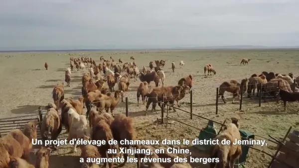 Chine : l’élevage de chameaux dans le désert profite aux bergers du Xinjiang – Actualités 27/12/2020