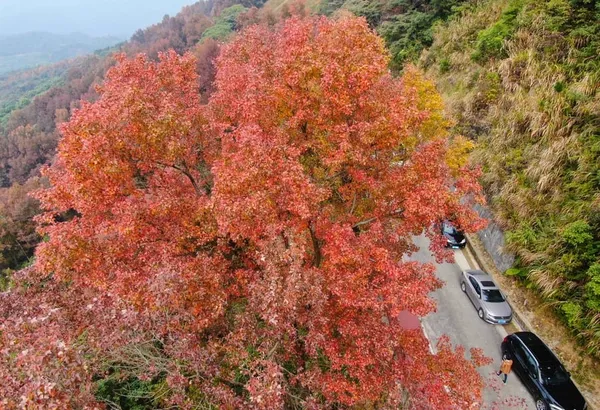 Chine : paysage d’un parc forestier à Guangzhou – Actualités 27/12/2020