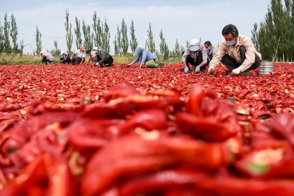 Récolte dans des villages chinois – Actualités 30/12/2020