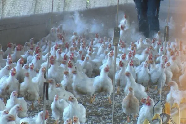Pénurie de poulets à Toumodi pour les fêtes de fin d’année 2020
