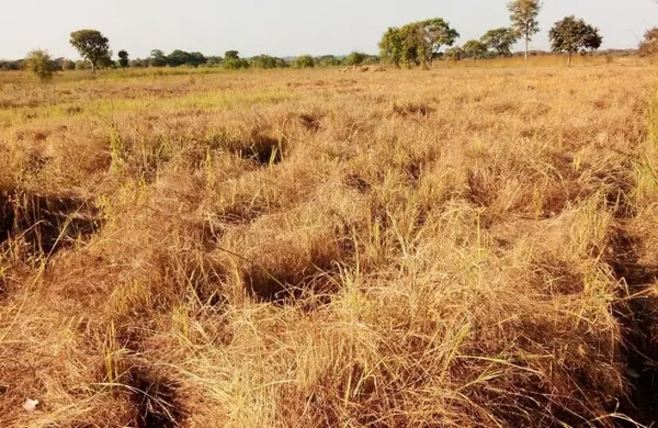 Un projet de culture de riz initié à Gbéléban