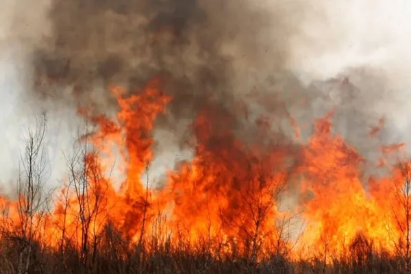 Drame à Tournan : Un incendie ravage une centaine d’hectares d’anacarde