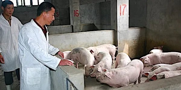 La COVID-19 redécouverte dans du porc importé à l’est de la Chine