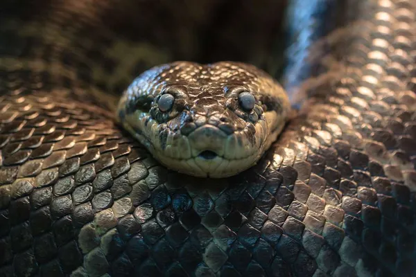 Un serpent