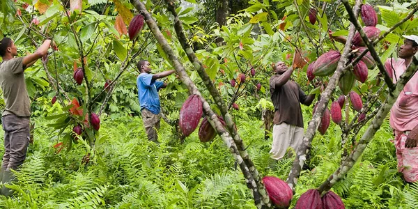 Cacaoculture en Afrique de l’Ouest : signature d’un accord pour renforcer la durabilité