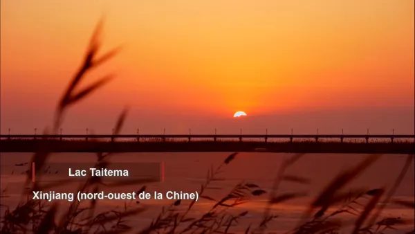 Chine : des cygnes aperçus pour la première fois sur le lac Taitema du Xinjiang – Actualités 06/01/2021