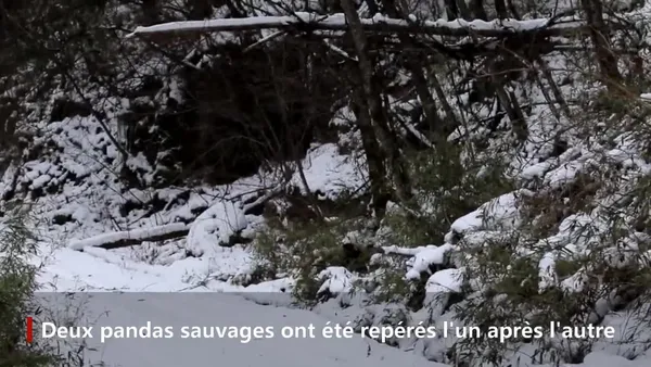 Des pandas sauvages repérés dans le nord-ouest de la Chine – Actualités 08/01/2021