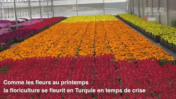 (COVID-19) Turique : La floriculture florissante en temps de crise sanitaire – Actualités 14/01/2021