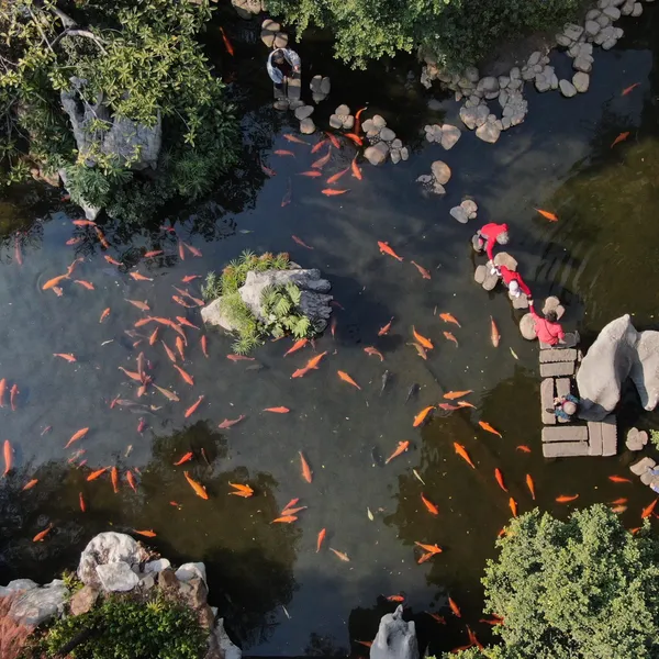Chine : paysage hivernal d’un jardin verdoyant dans le sud – Actualités 16/01/2021