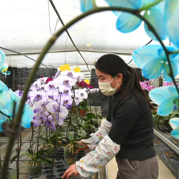 Fleurs à vendre dans l’est de la Chine – Actualités 22/01/2021