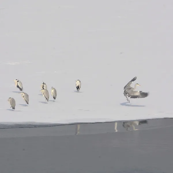 Chine : oiseaux dans un parc de Beijing – Actualités 22/01/2021