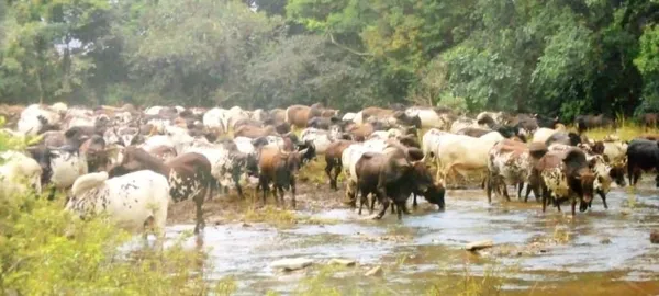 Bouna : un agriculteur et un bouvier condamnés à 12 mois de prison