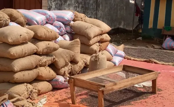 900 FCFA le prix de kilogramme du cacao à Grabo
