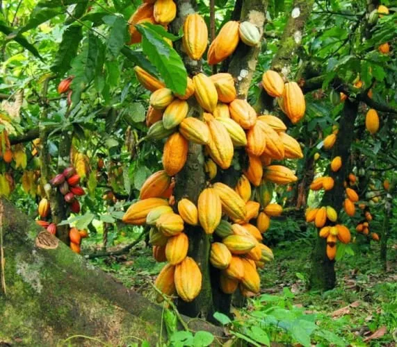 Suspension des contrats d’exportation de cacao en Côte d’Ivoire : Menace sur la récolte 2023/2024 et les économies locales