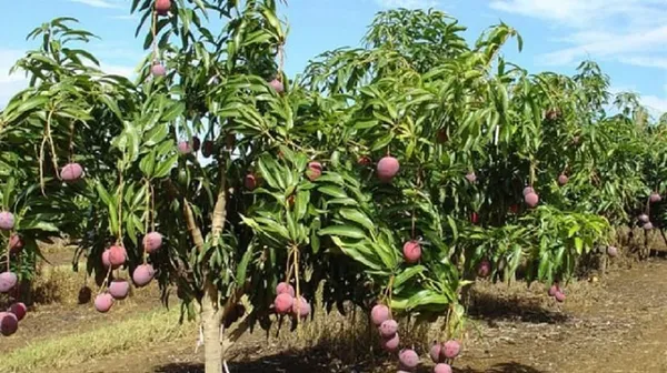 Des chercheurs proposent l’hexanal pour réduire les pertes post-récoltes de la mangue – Actualité ivoirienne 26/01/2021