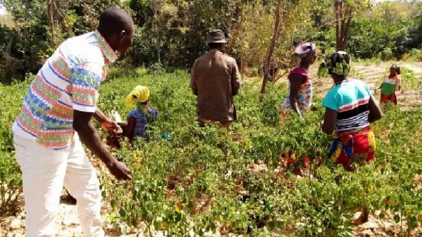Des intrants biologiques à la disposition des agriculteurs de Korhogo – Actualité ivoirienne 26/01/2021