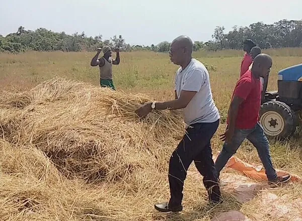 Riziculture à Niakara : la municipalité promeut le secteur local
