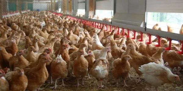 Grippe aviaire au Sénégal : Le Burkina suspend l’importation de la volaille avec Dakar