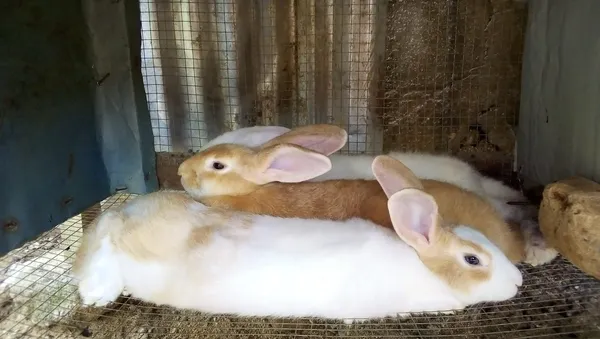 Une formation sur l’élevage de lapins organisée  à Alépé