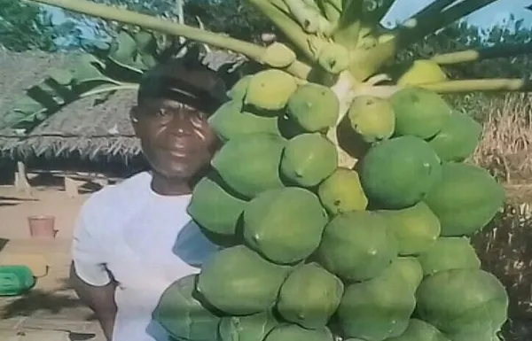 La culture de la papaye conseillée à Niakara
