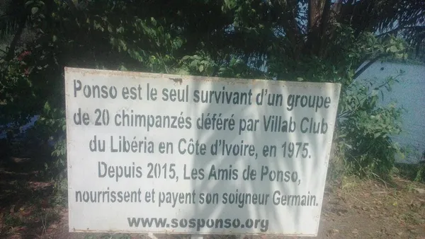 Grand-Lahou : un repeuplement de l’île aux chimpanzés
