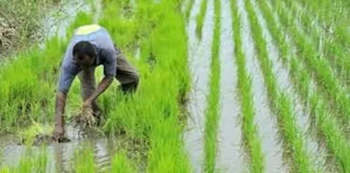 Danané : une nouvelle coopérative de producteurs de riz créée
