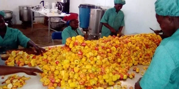 La pomme de cajou, un fruit aux énormes potentialités qui peine à s’imposer dans le quotidien des populations de Bondoukou (Reportage) – Actualité ivoirienne 23/02/2021