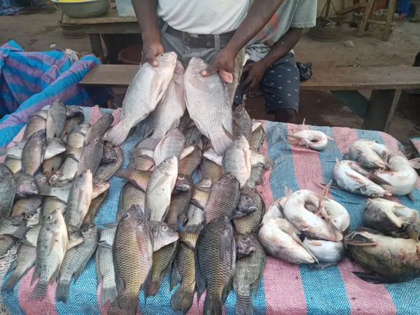 Le commerce de poissons d’eau douce: une activité rentable à Bouaflé (Reportage) – Actualité ivoirienne 26/02/2021