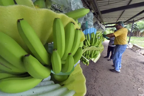 Classement des exportateurs de bananes 2021 : la Côte d’Ivoire seul pays africain dans le top 10 mondial