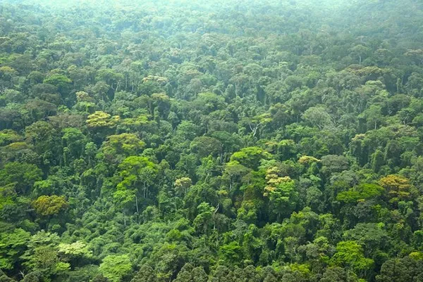 Des campements installés dans des forêts classées à Ferkessédougou – Actualité ivoirienne 01/03/2021