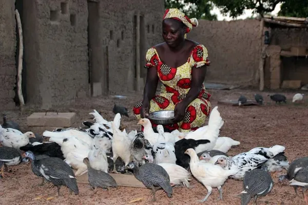 Boundiali: des femmes inscrites au projet d’élevage de poulets
