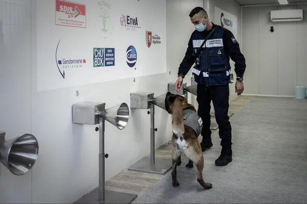 En Italie, des chiens pour détecter le Covid chez les hommes