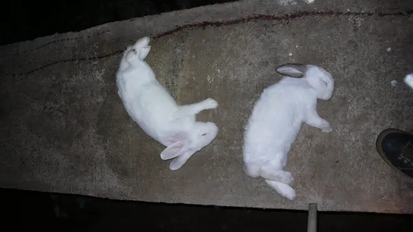 Une fièvre hémorragique du lapin à Abidjan : attention, décès de 6 315 lapins
