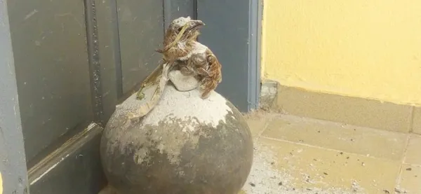 Sorcellerie au collège moderne de Bouna : un canari de sang et oiseau mort devant le bureau du principal
