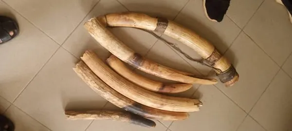 Gabon : deux braconniers arrêtés avec des ivoires
