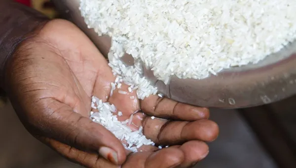 Sénégal riz paddy
