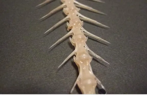 Astuce : comment déloger une arête de poisson coincée dans la gorge?