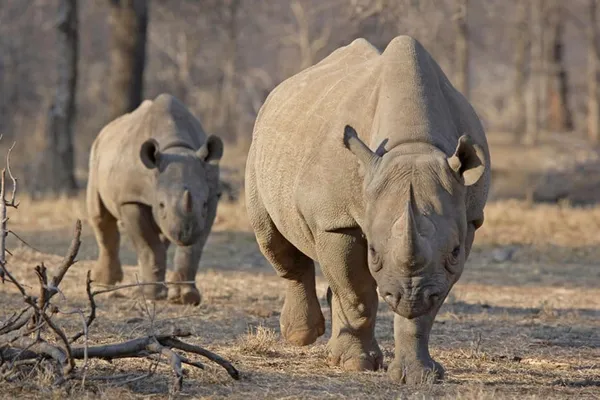Afrique du Sud : au moins 249 rhinocéros tués