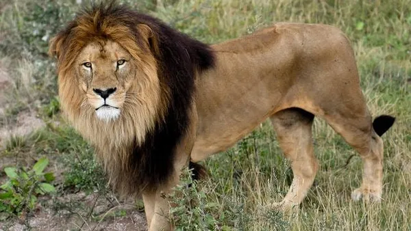 Kenya: un lion égaré sème la panique dans la banlieue de Nairobi