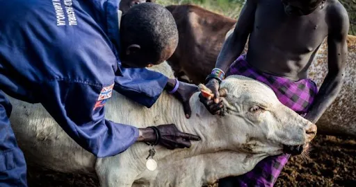 Namibie : la fièvre aphteuse frappe le Zambèze