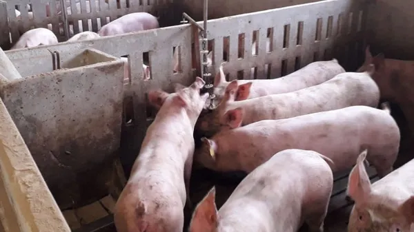 La Tanzanie importe plus de 50.000 tonnes de viande de porc par an