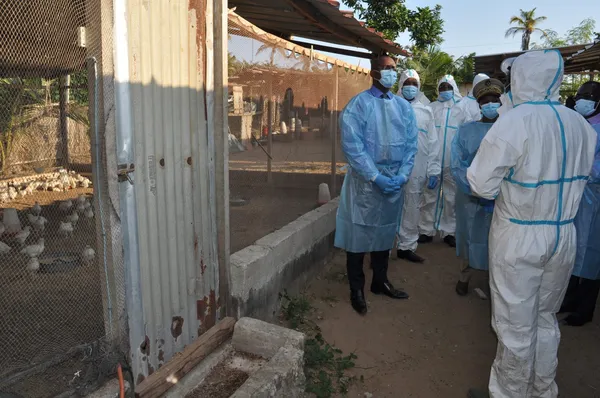 Grippe aviaire Côte d’Ivoire : l’Etat va tuer 170.000 volailles