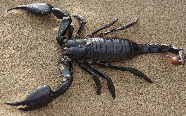 Égypte: une invasion de scorpions venimeux fait 3 morts