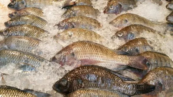 80% des tilapias consommés en Côte d’Ivoire sont importés