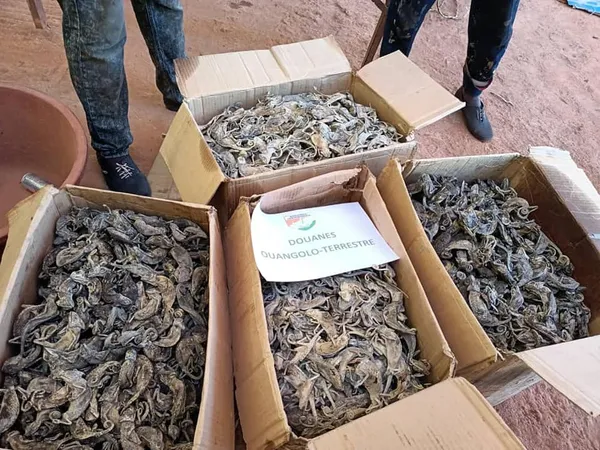 Côte d’Ivoire : saisie de 4061 caméléons séchés