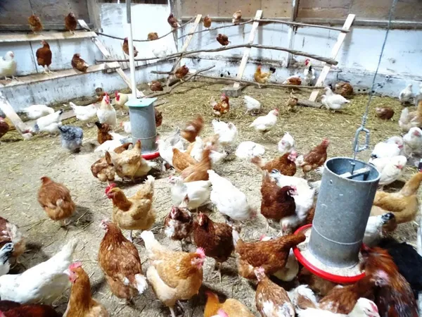 Grippe aviaire