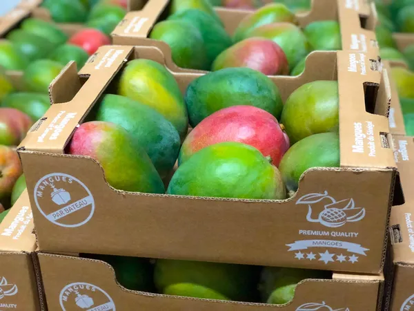 Côte d’Ivoire : la campagne de commercialisation de la mangue s’ouvre le 5 avril 2022