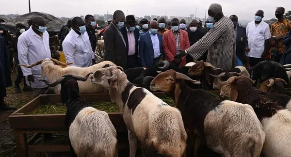 La Côte d’Ivoire se dote d’un marché à bétail à la frontière avec le Burkina
