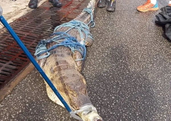Cocody Riviera Golf : un crocodile capturé par les pompiers, un autre signalé dans l’enceinte de la cité Beach